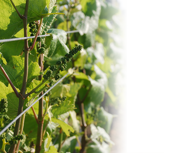 Young vine in a vineyard