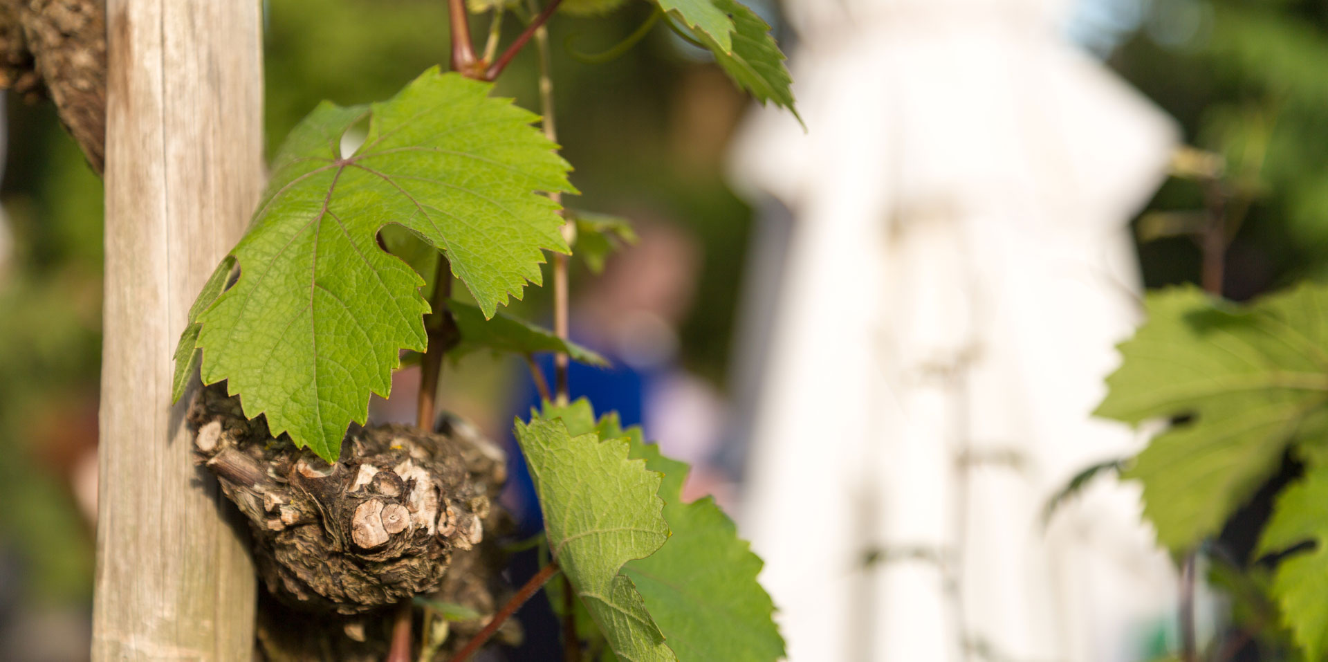 Close-up view of a vine