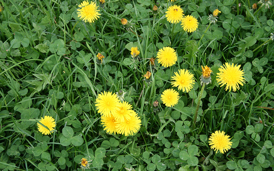 Small yellow flowers on the ground