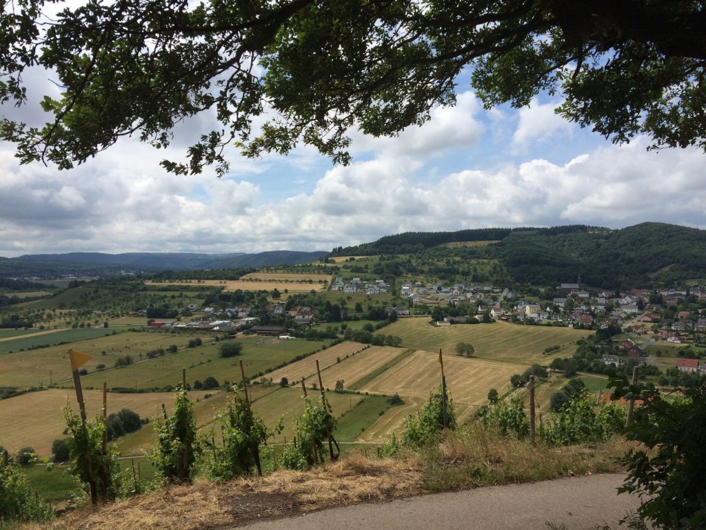 View of a vineyard and town