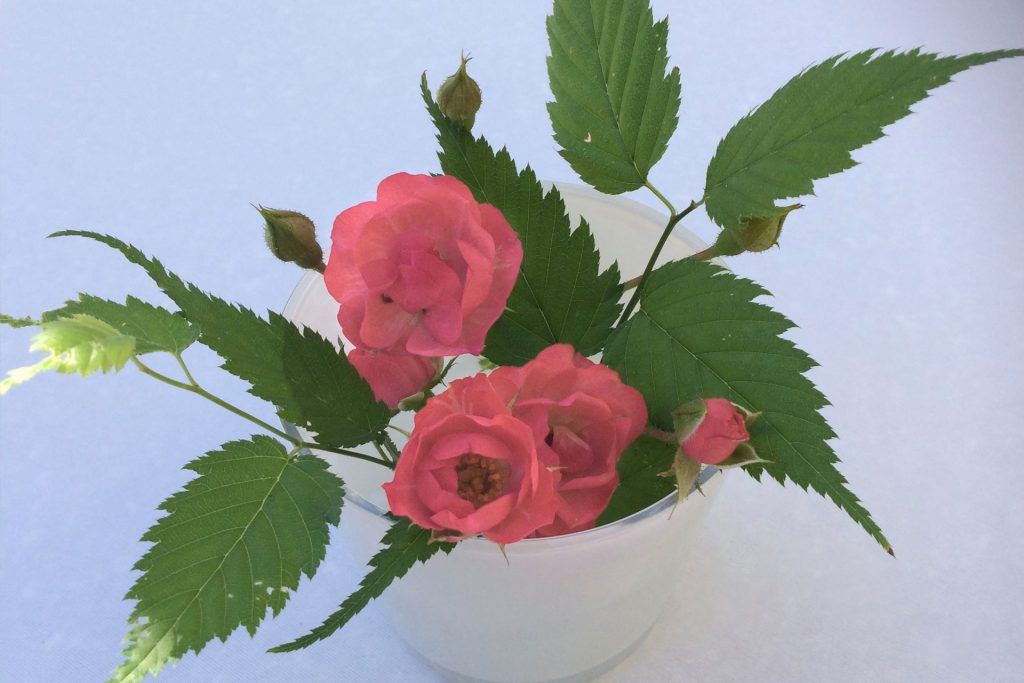 Pink flowers in a vase